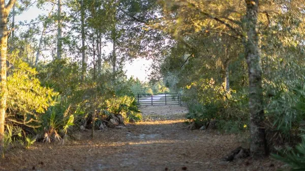 a view of a yard with plants and trees
