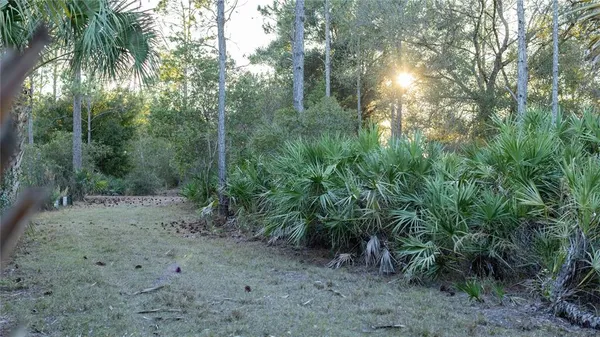 a view of a forest with trees in the background