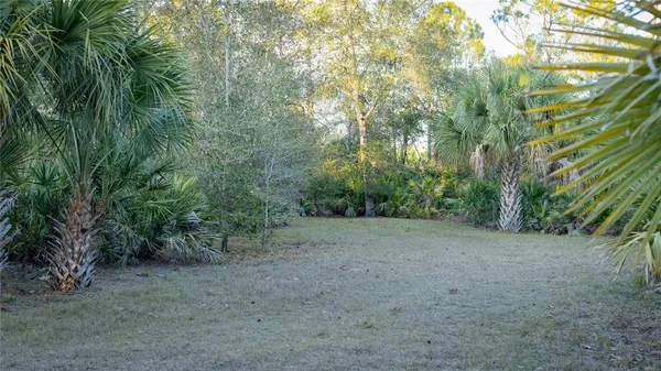 a view of a forest with trees in the background
