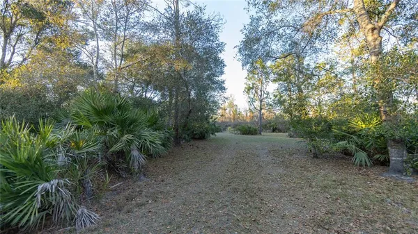 a view of a forest with trees in the background