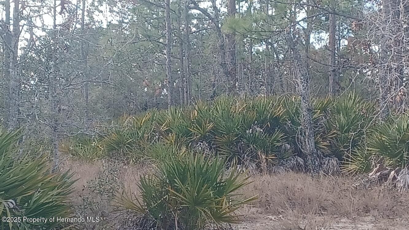0 English Parrot Road Brooksville, FL 34614 - Photo 3 of 4