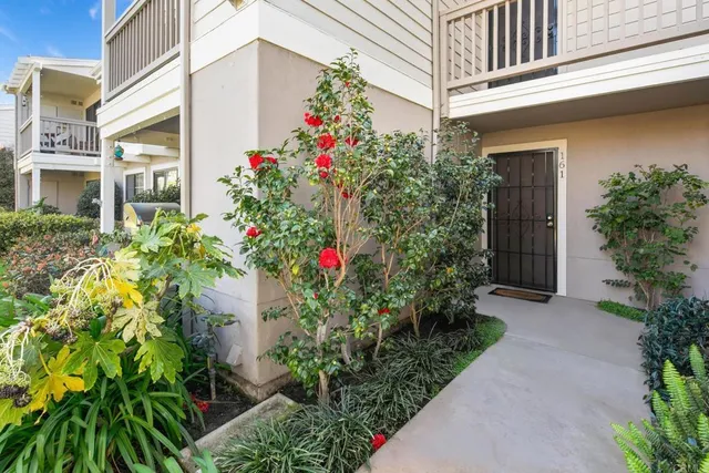 a flower plants in front of a house