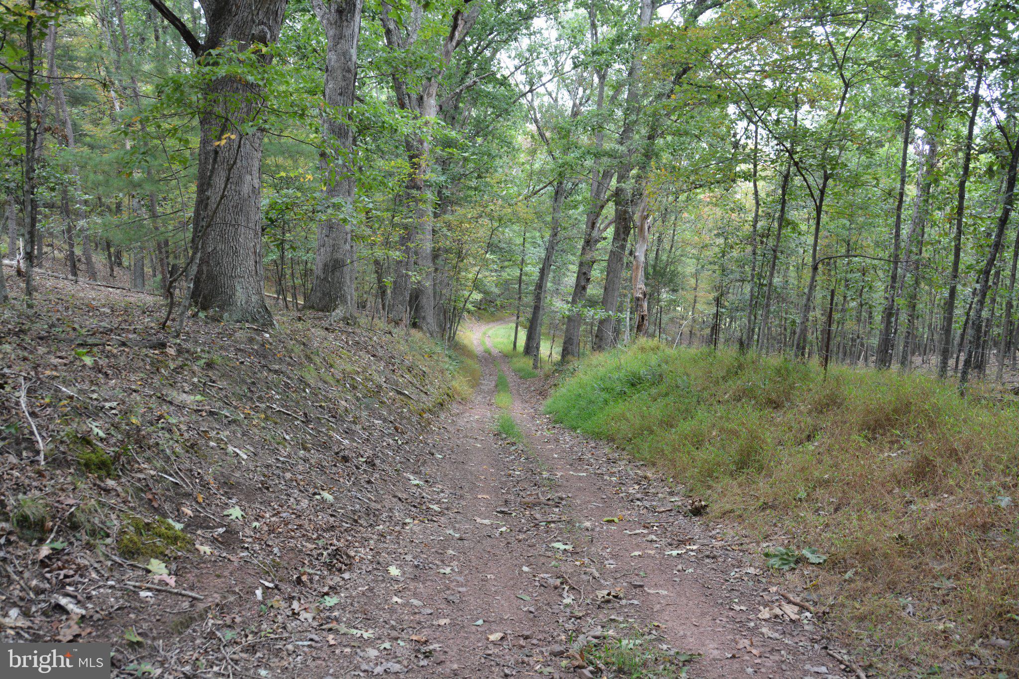 3016 Siler Road Winchester, VA 22603 - Photo 71 of 83 Nice path to rear of land