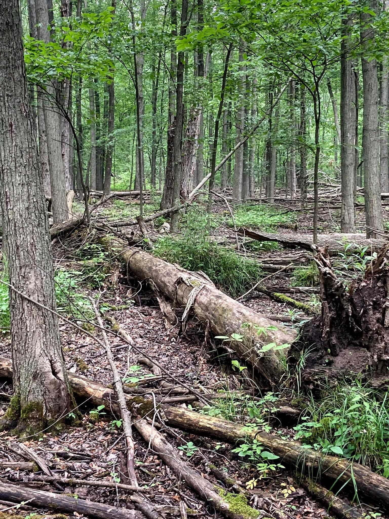 V/l East Bevens Road Caro, MI 48723 - Photo 24 of 41