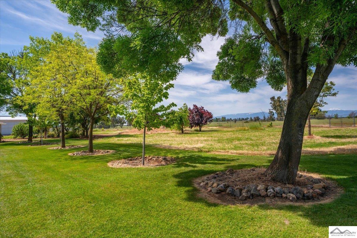 19950 Red Bank Road Red Bluff, CA 96080 - Photo 59 of 69 a view of a garden with a tree