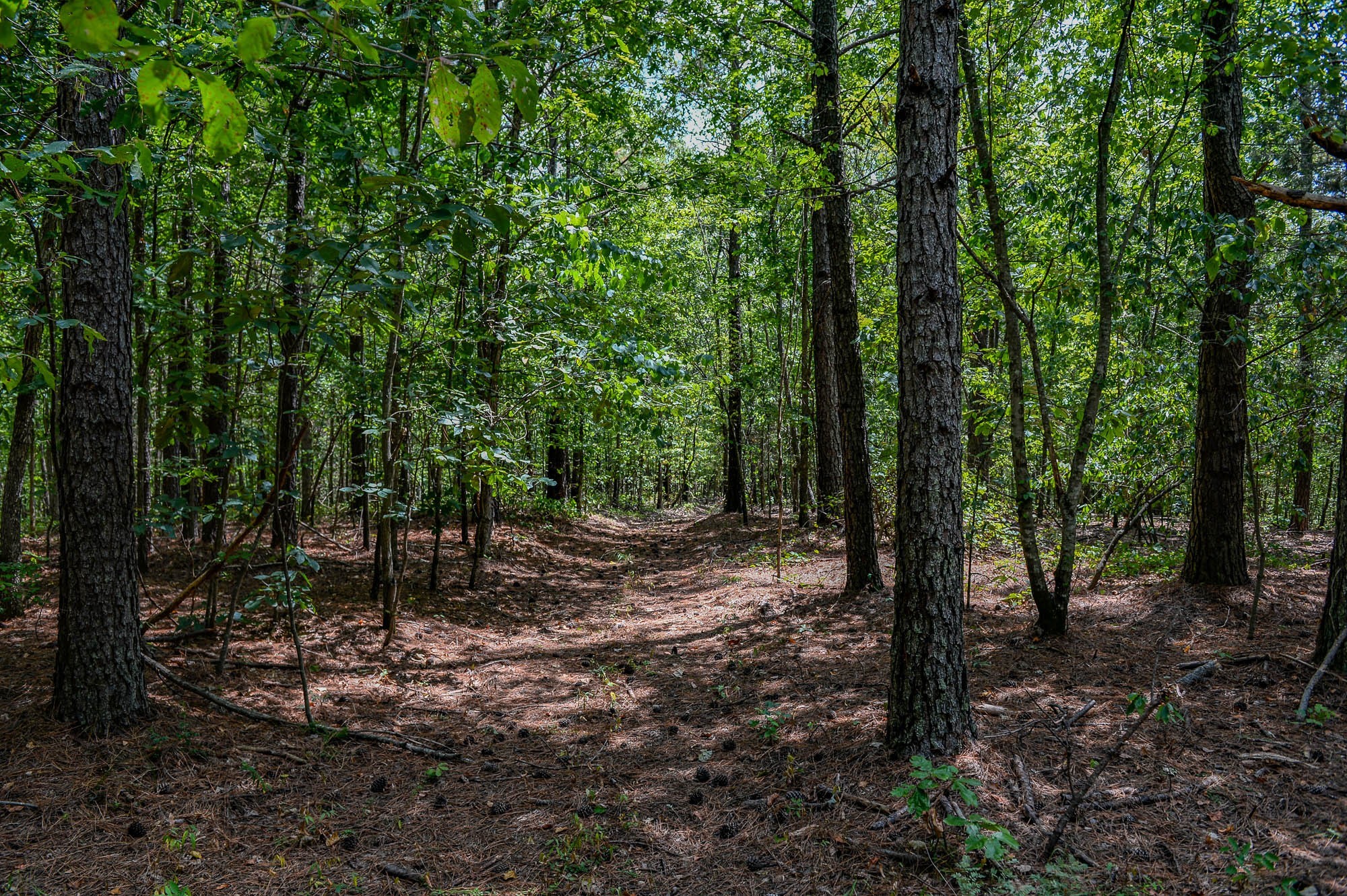 0 Brush Creek Road Linden, TN 37096 - Photo 5 of 22 a view of a forest with trees in the background