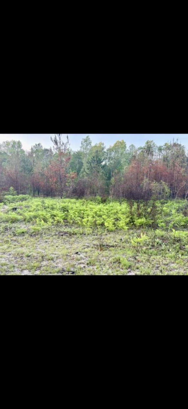 0 Sealy Wells Road Gordon, AL 36343 - Photo 12 of 25