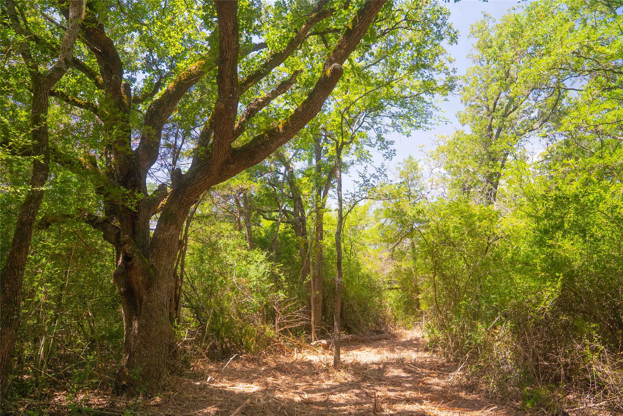 12582 Red Hill Road Hearne, TX 77859 - Photo 2 of 8 a view of backyard of house