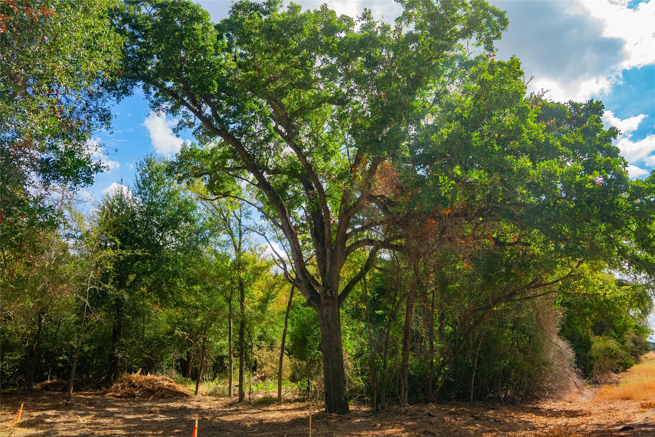 12582 Red Hill Road Hearne, TX 77859 - Photo 5 of 8 a view of a yard with plants and trees