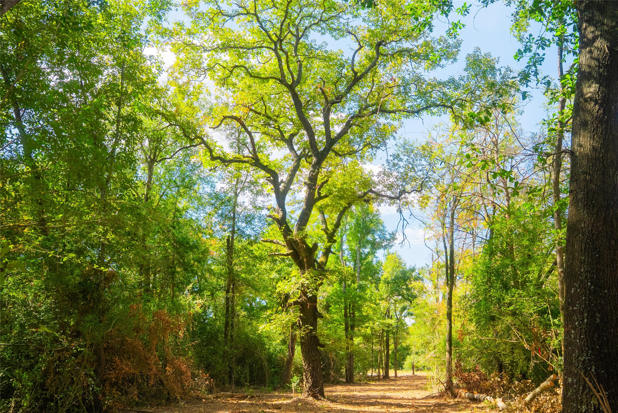 12582 Red Hill Road Hearne, TX 77859 - Photo 6 of 8 a view of yard with green space