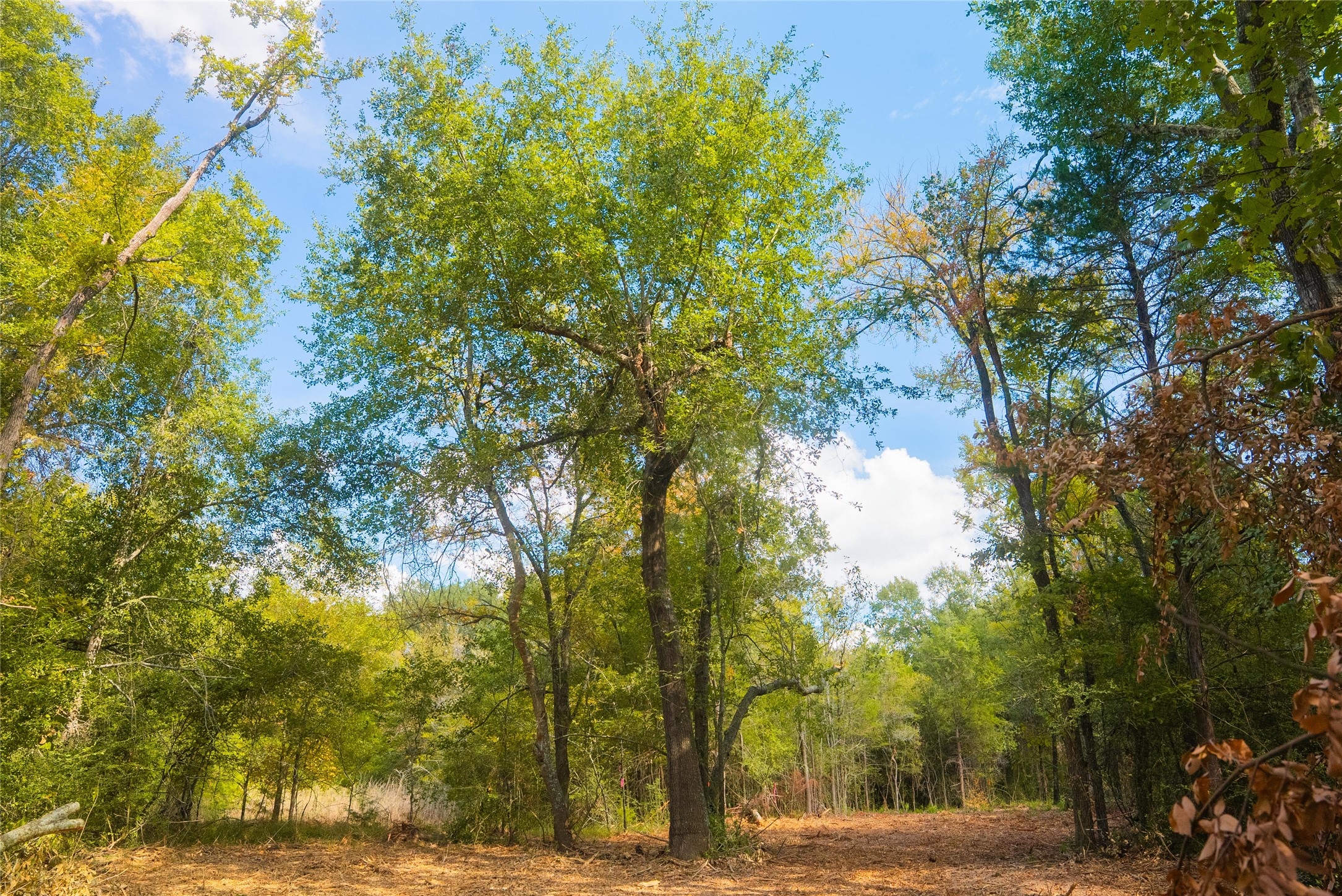 12582 Red Hill Road Hearne, TX 77859 - Photo 7 of 8 a view of road with large trees
