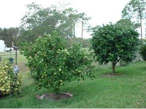 2317 Scotland Road Cocoa, FL 32926 - Photo 2 of 7 Additional Photo