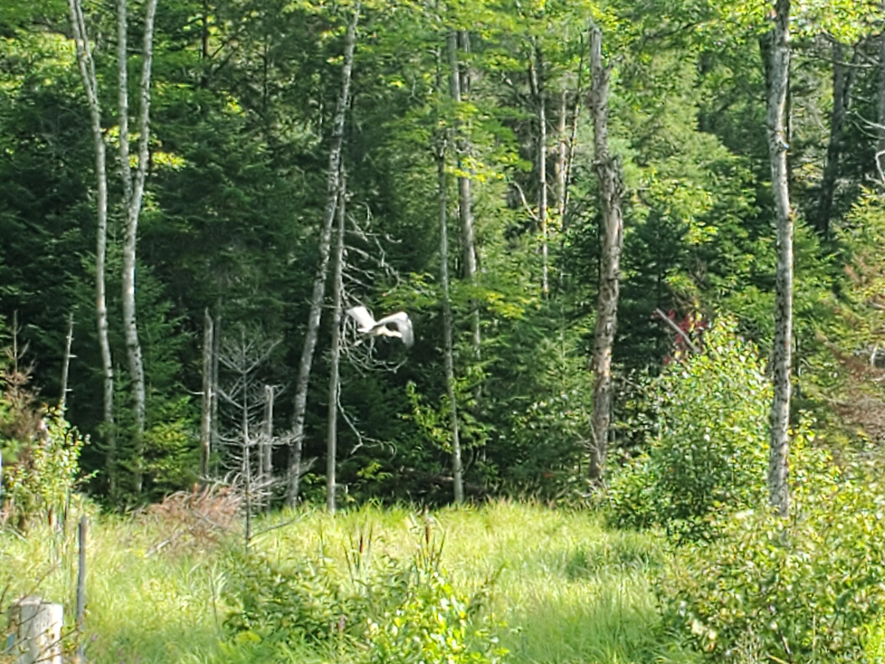 60 Osgood Road Carroll Plt, ME 04487 - Photo 10 of 15 20210808_094623