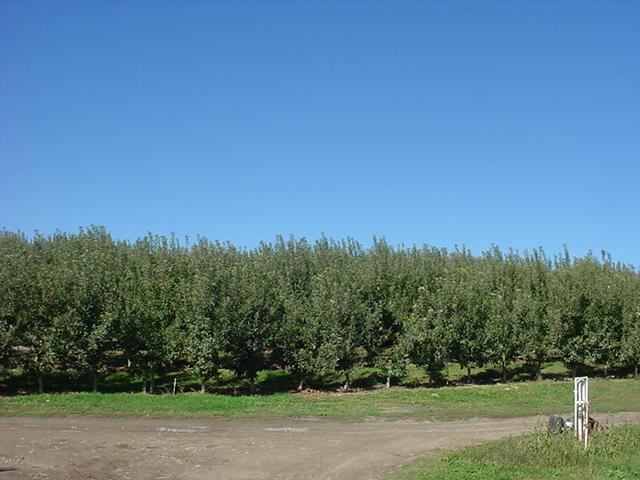 Nka Lombard Loop Road South Zillah, WA 98951 - Photo 2 of 12 a view of a yard with a trees