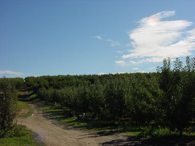 Nka Lombard Loop Road South Zillah, WA 98951 - Photo 4 of 12 a view of a yard