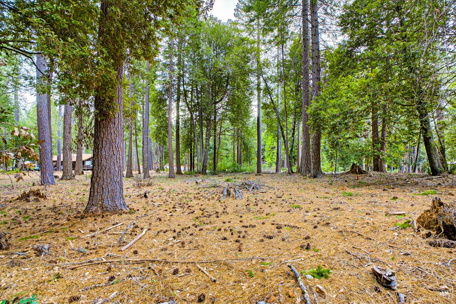 a view of a yard with large trees