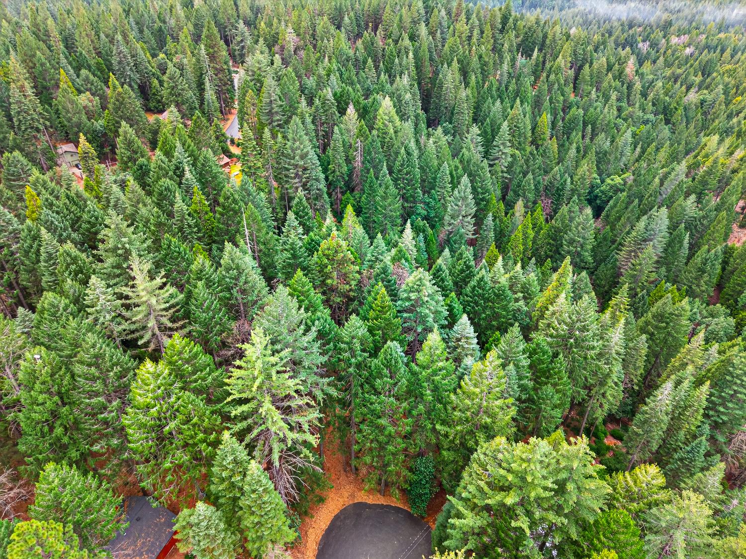 6300 Merry Way Clipper Mills, CA 95930 - Photo 15 of 69