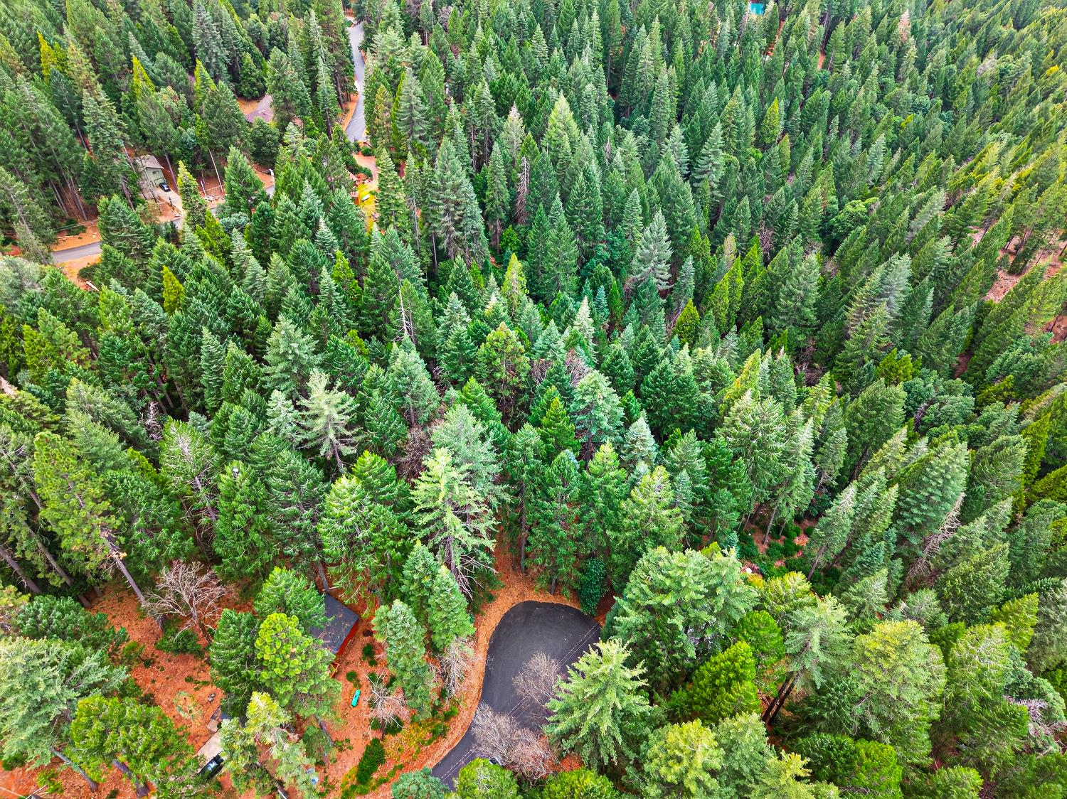 6300 Merry Way Clipper Mills, CA 95930 - Photo 16 of 69 a backyard of a house with lots of green space