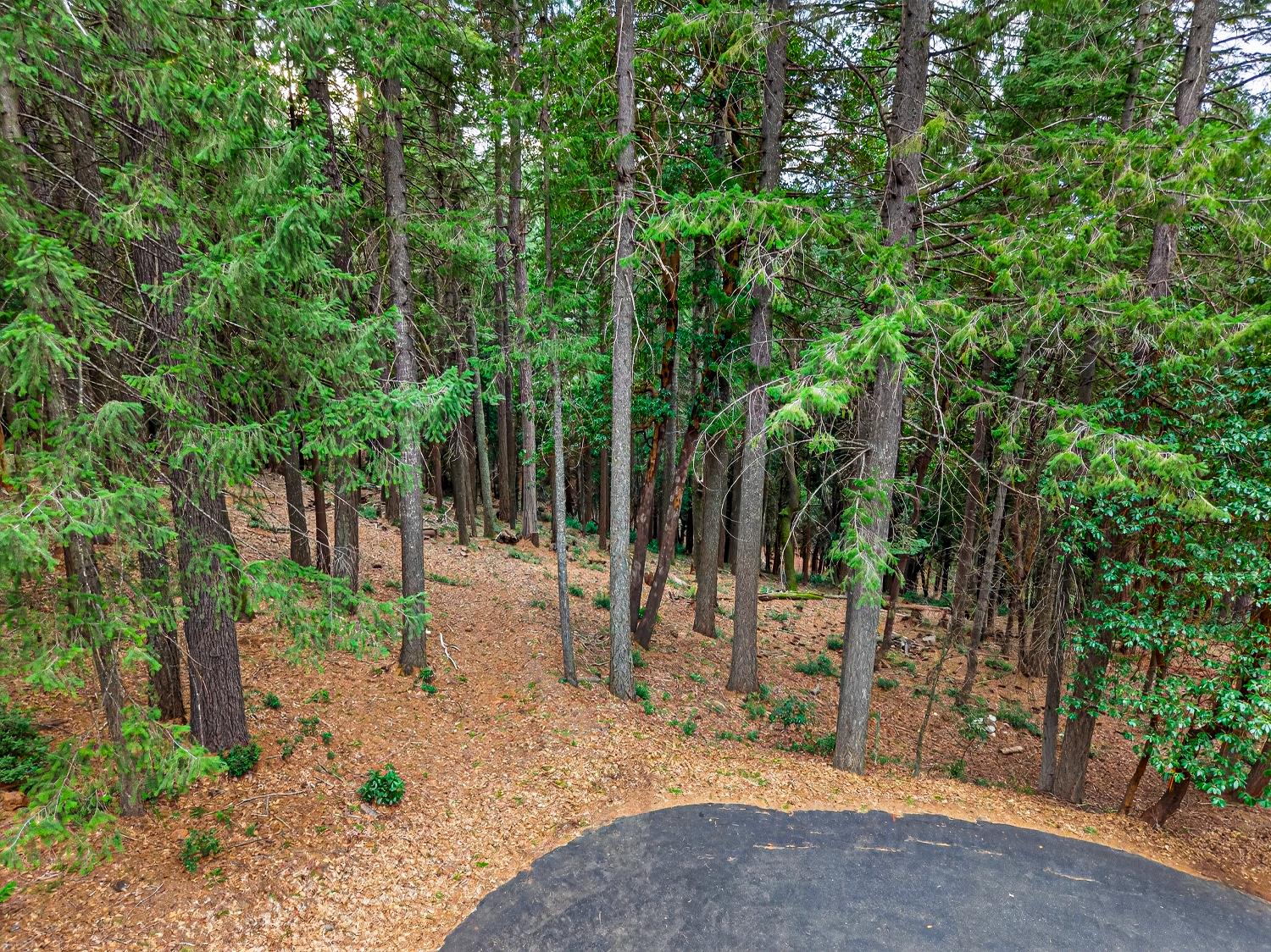 6300 Merry Way Clipper Mills, CA 95930 - Photo 18 of 69 a view of a backyard with plants and large trees
