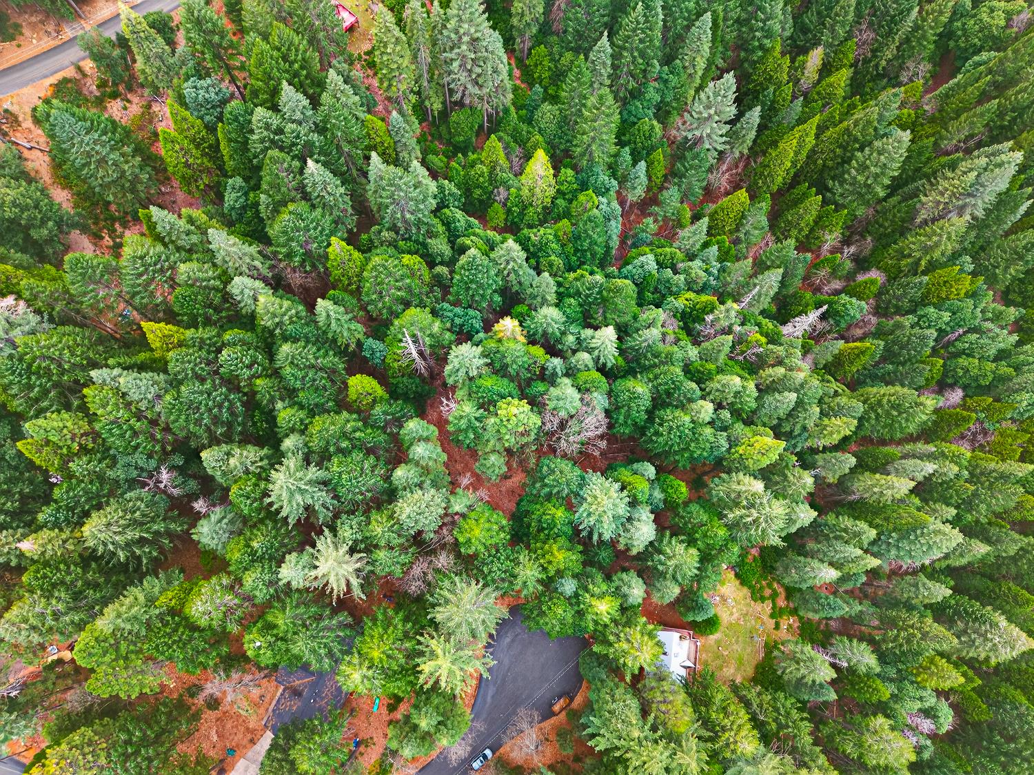 6300 Merry Way Clipper Mills, CA 95930 - Photo 19 of 69 a view of a lush green forest