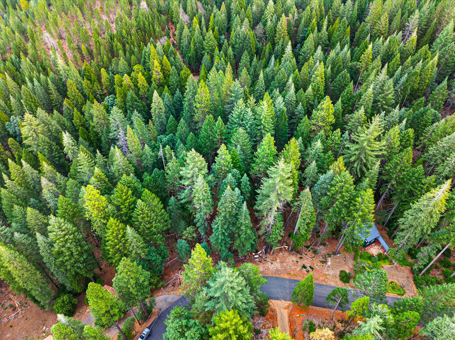 6300 Merry Way Clipper Mills, CA 95930 - Photo 22 of 69