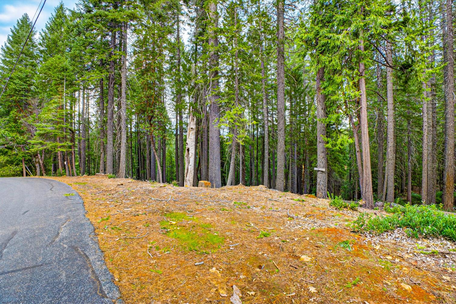 6300 Merry Way Clipper Mills, CA 95930 - Photo 23 of 69 a view of a backyard with trees