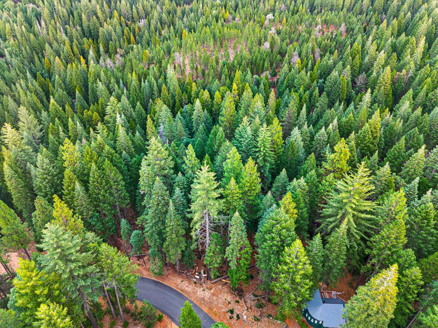 6300 Merry Way Clipper Mills, CA 95930 - Photo 25 of 69