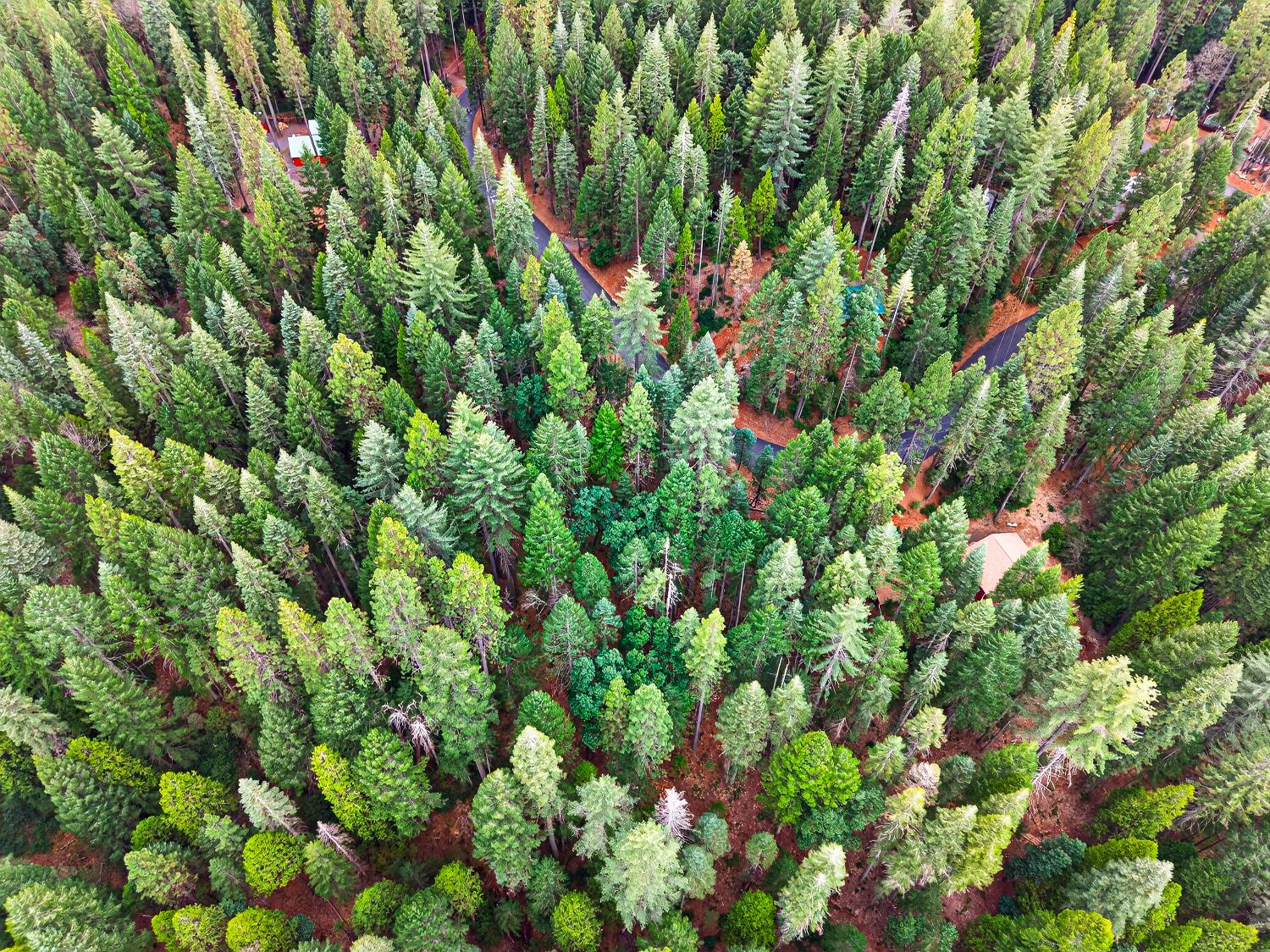 6300 Merry Way Clipper Mills, CA 95930 - Photo 27 of 69