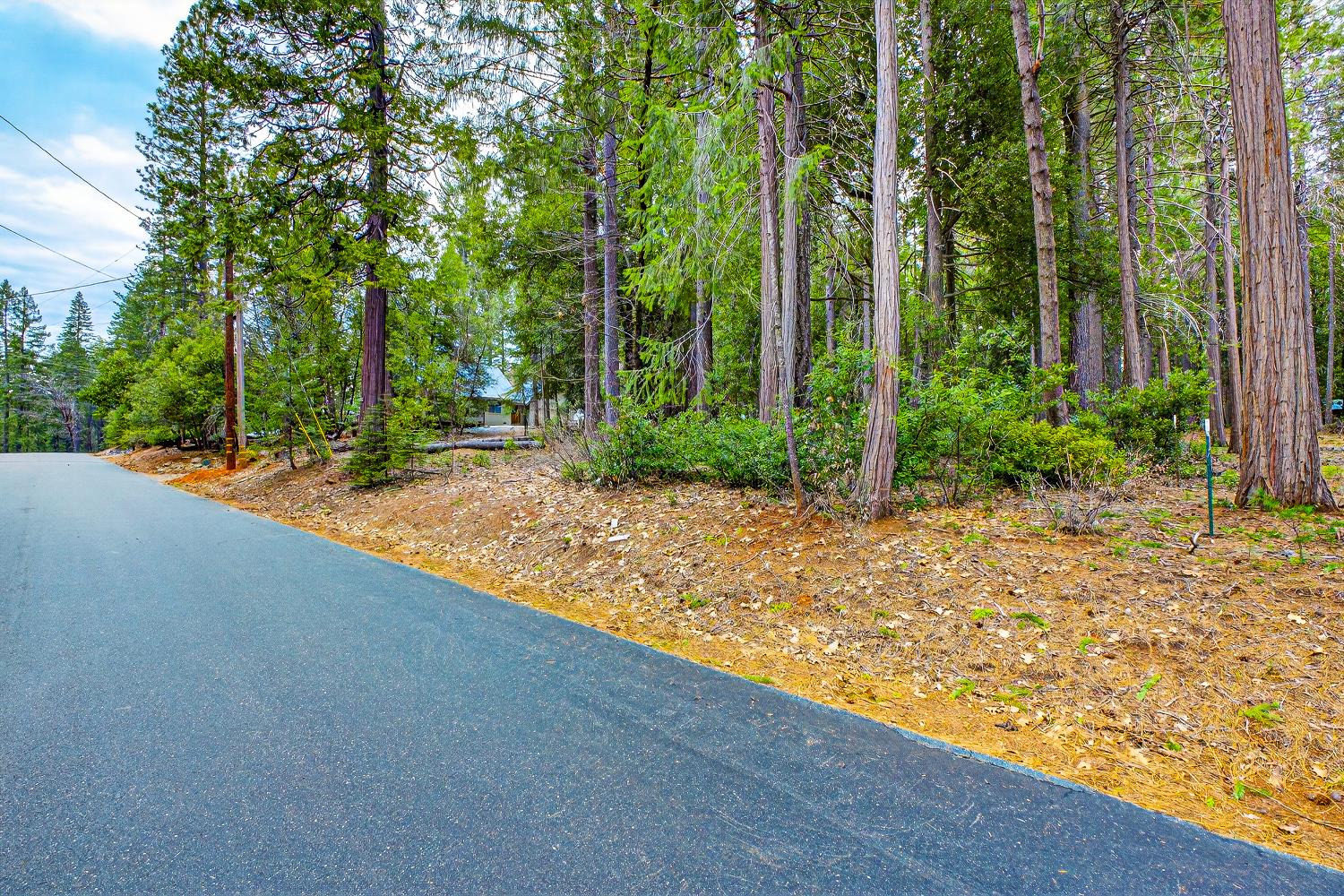 6300 Merry Way Clipper Mills, CA 95930 - Photo 28 of 69 a view of a yard with plants and large trees