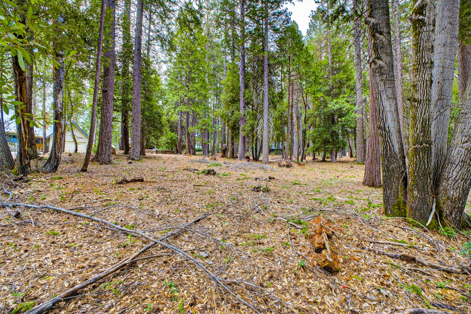 6300 Merry Way Clipper Mills, CA 95930 - Photo 33 of 69 a view of road with trees