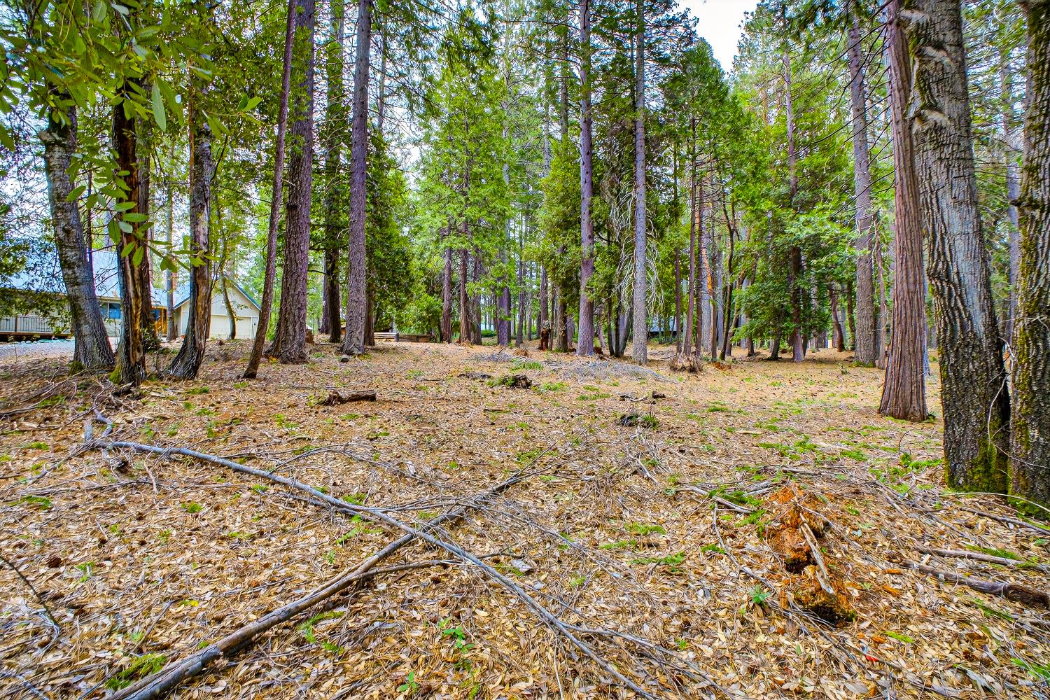 6300 Merry Way Clipper Mills, CA 95930 - Photo 35 of 69 a view of large trees with trees in front of it