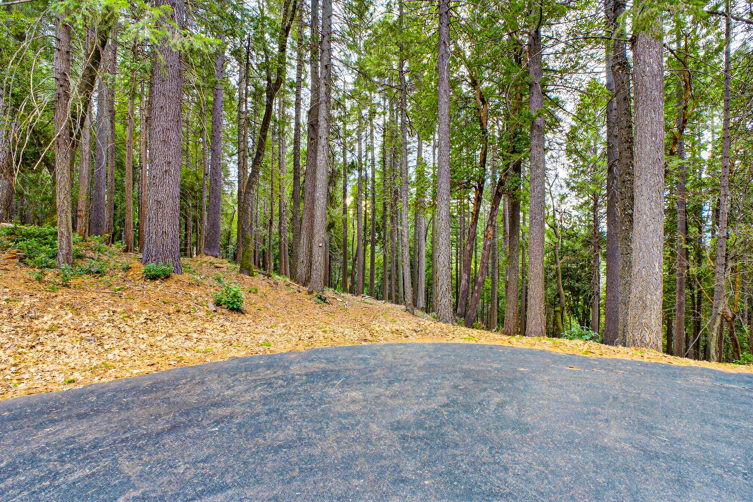 6300 Merry Way Clipper Mills, CA 95930 - Photo 7 of 69 a view of large yard with large trees
