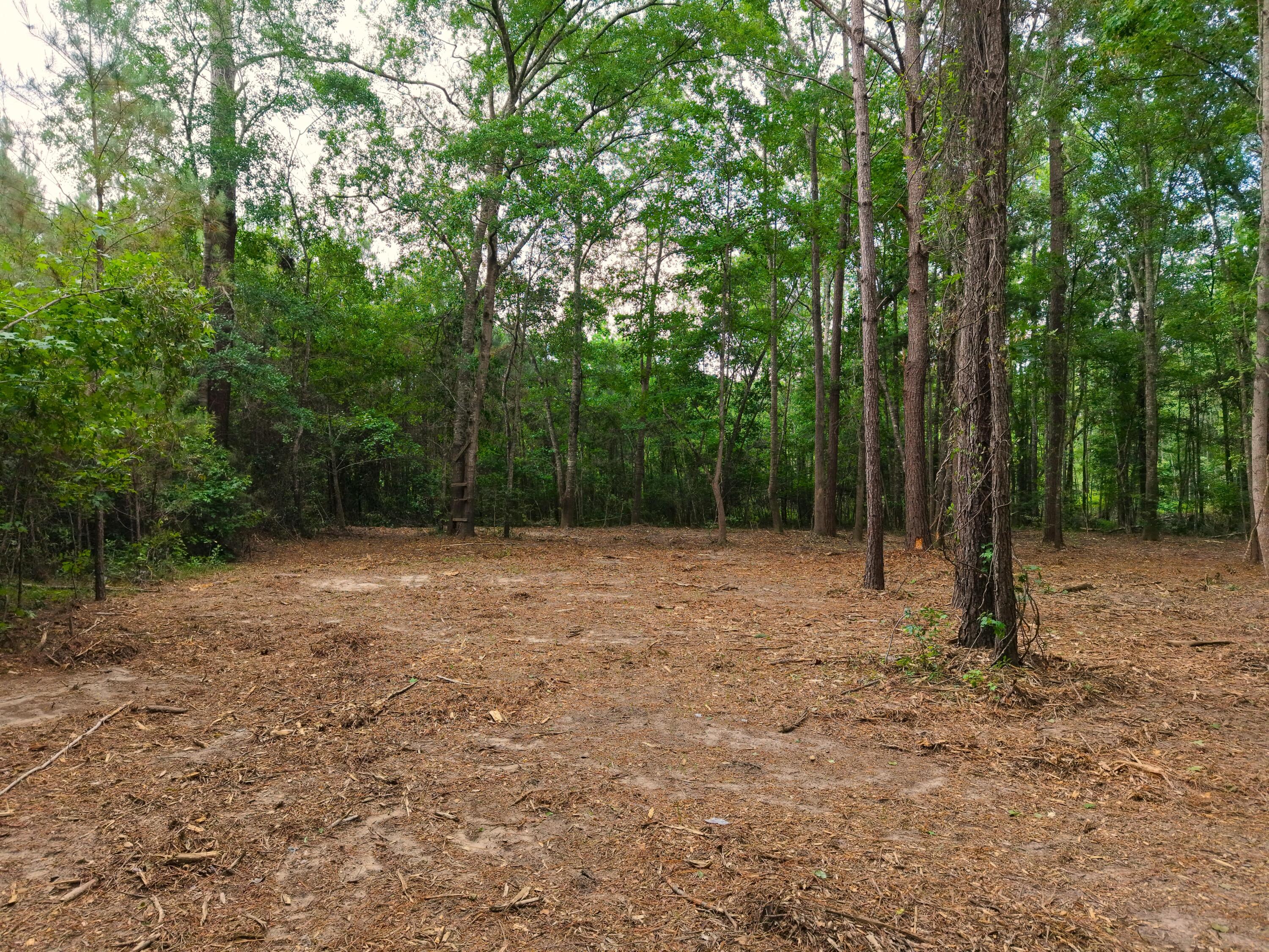 0 Hickory Hill Road Green Pond, SC 29446 - Photo 12 of 20 DJI_20260527155149_0243_D