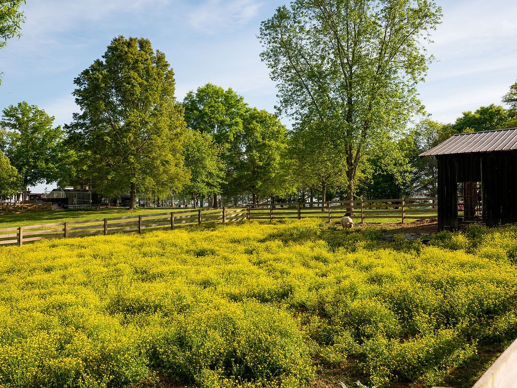 2311 Darks Mill Road Columbia, TN 38401 - Photo 65 of 97