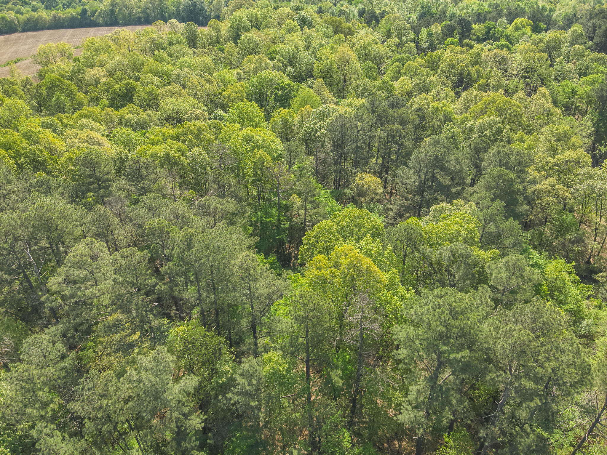 999 Housman Road Boaz, KY 42027 - Photo 5 of 12 Aerial