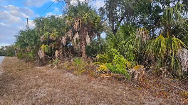 a view of a yard with plants and a large tree