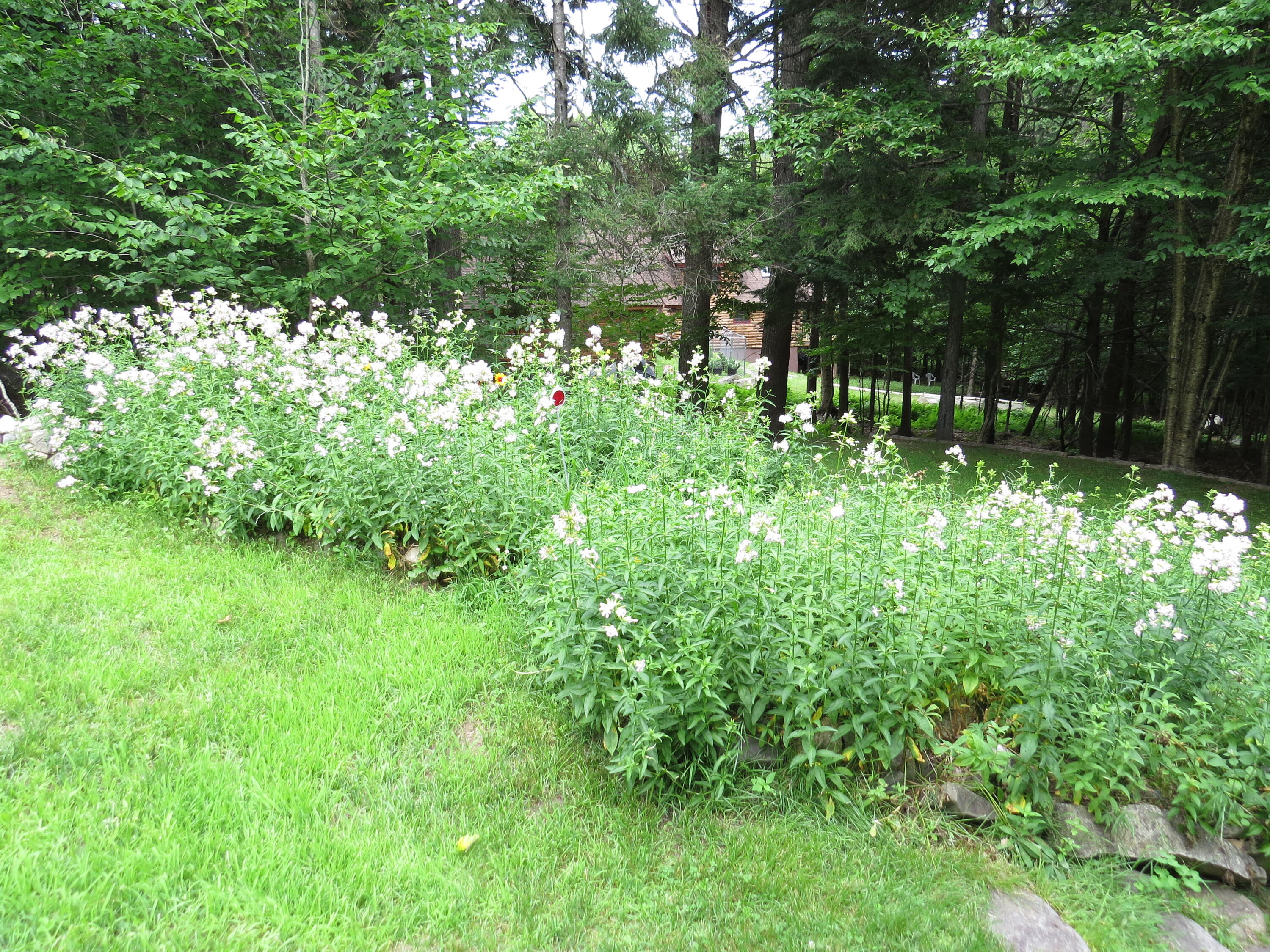 33 North Ridge Road Beaver Cove, ME 04441 - Photo 17 of 71 Backyard Flowers1