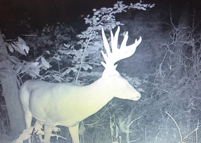 $375,000 | 0 Rd Runner Hollow, Olive Branch, IL 62969