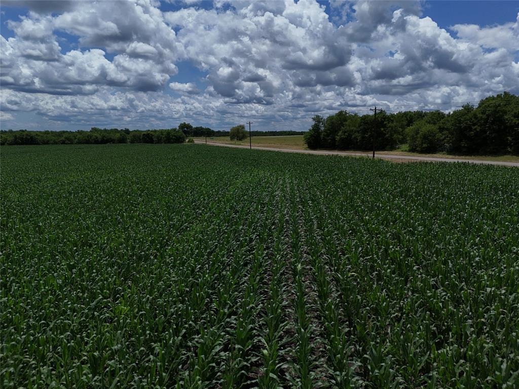 203 Fm 2675 Cooper, TX 75432 - Photo 17 of 17 a view of a field with grass and trees