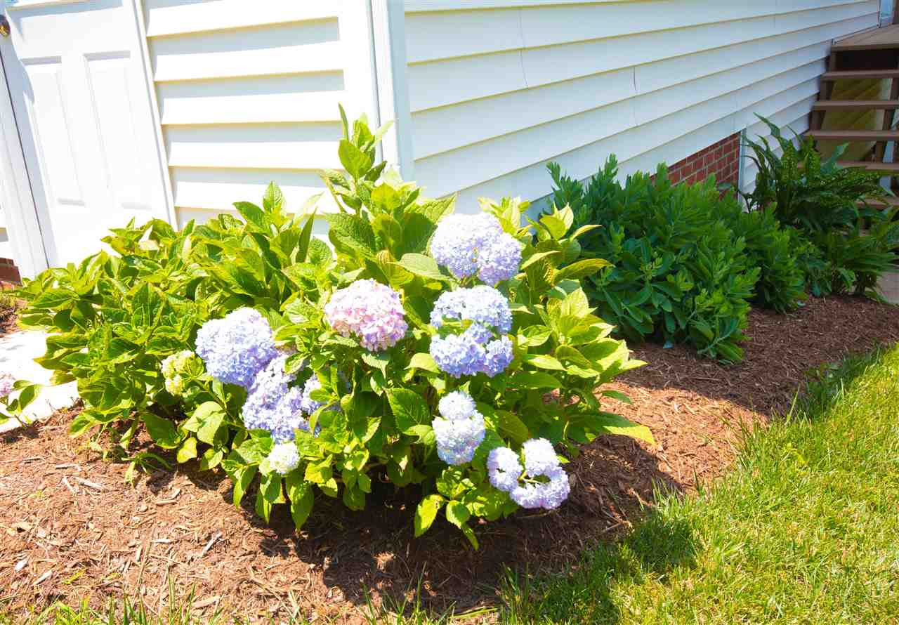4905 Valley Ridge Drive Durham, NC 27713 - Photo 21 of 21 Classic Hydrangea