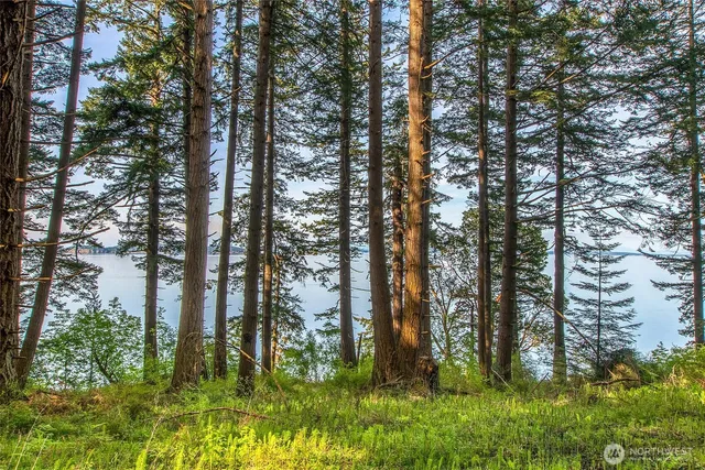 a view of backyard with green space