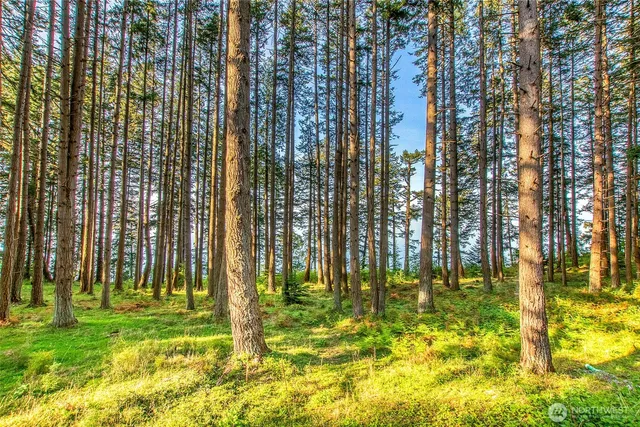 a view of a dry yard with trees