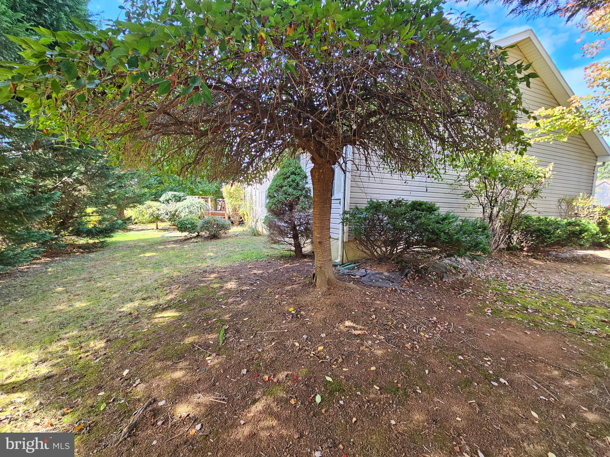 108 Finch Lane Falling Waters, WV 25419 - Photo 6 of 33 a view of a tree in the middle of a yard
