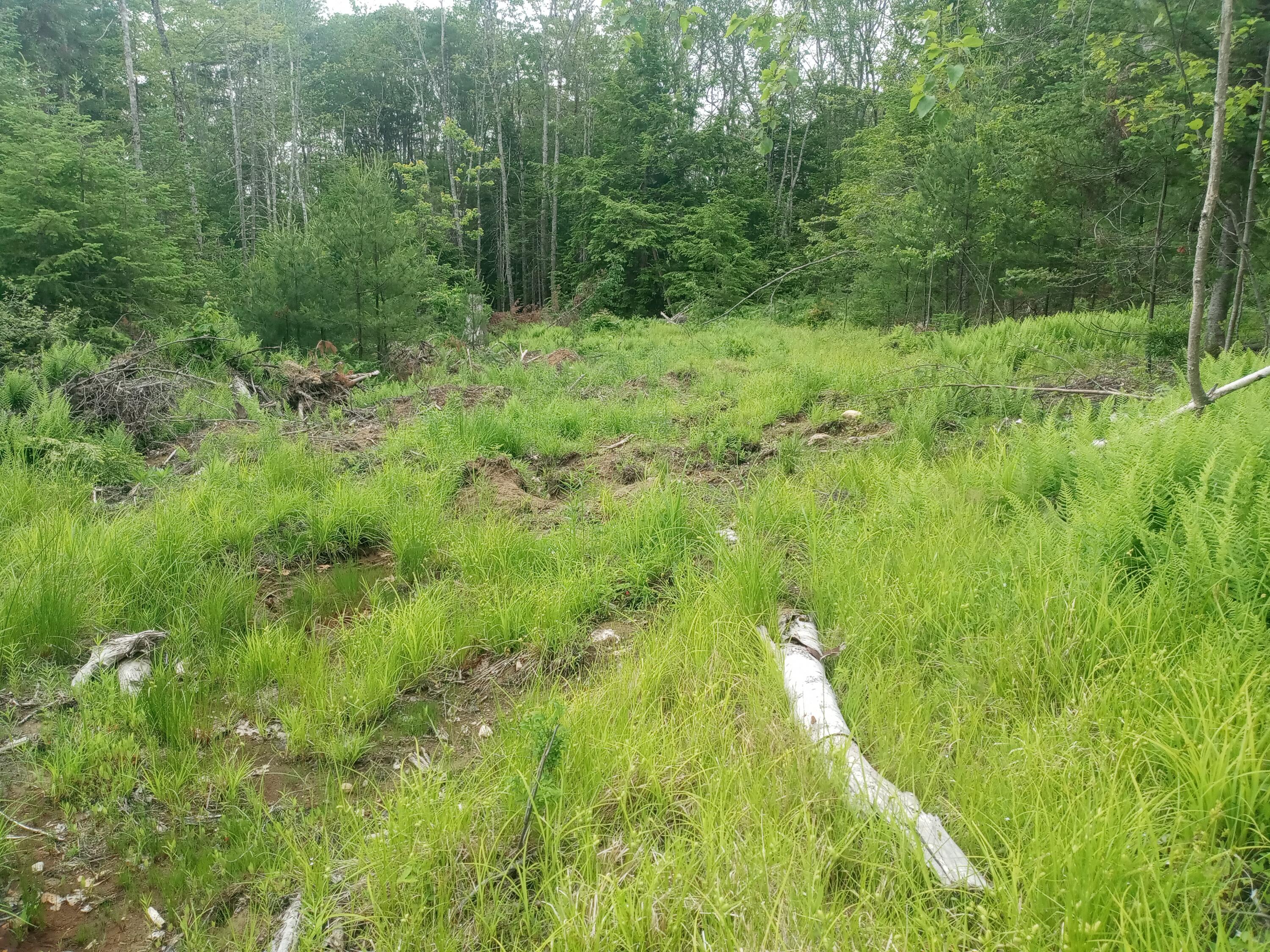 848 Old Stage Road Woolwich, ME 04579 - Photo 12 of 14 20260620_114515