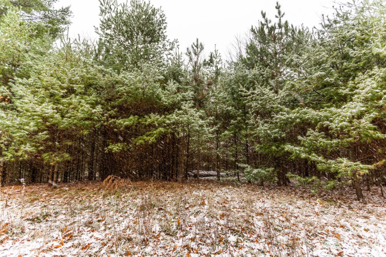 On Lambert Road Minocqua, WI 54548 - Photo 3 of 17 Gallery Image 3