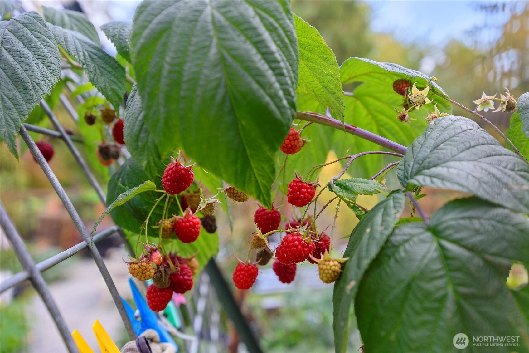 10211 Northeast Roberts Road Bainbridge Island, WA 98110 - Photo 4 of 39 a bunch of flowers and flowers