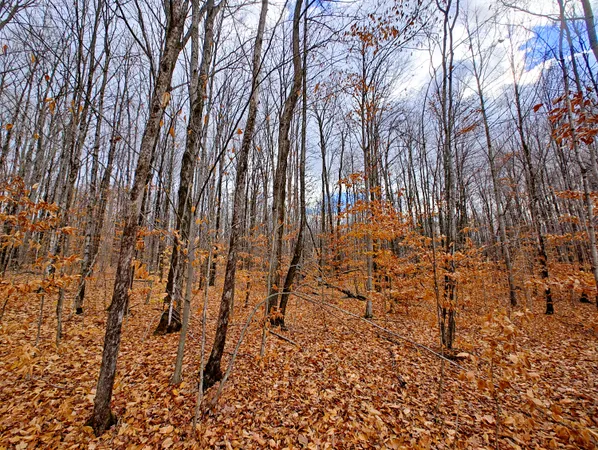 $80,000 | Vl Mancelona Road, Mancelona, MI 49659