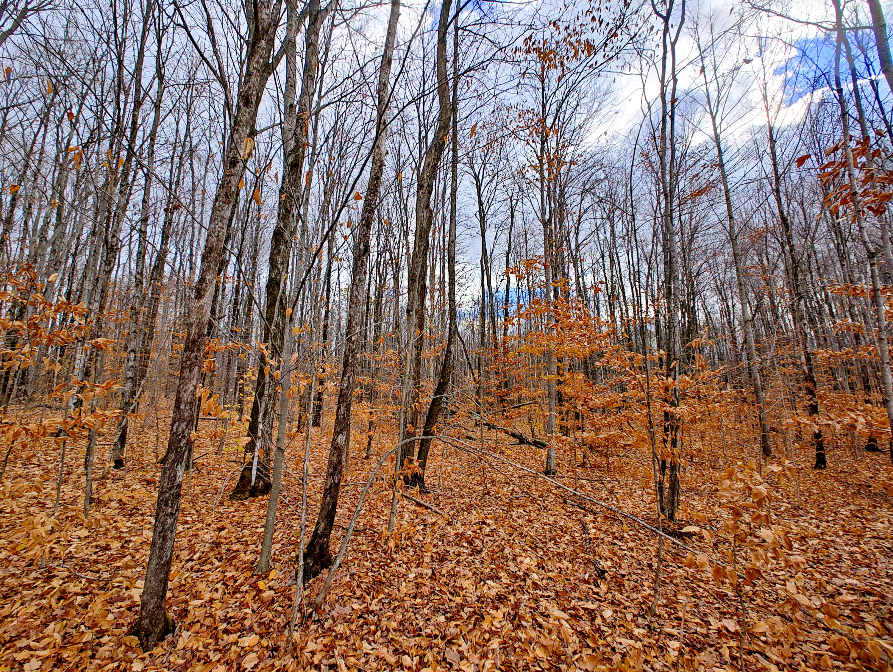 Vl Mancelona Road Mancelona, MI 49659 - Photo 13 of 37 IMG_20251103_111634845_HDR