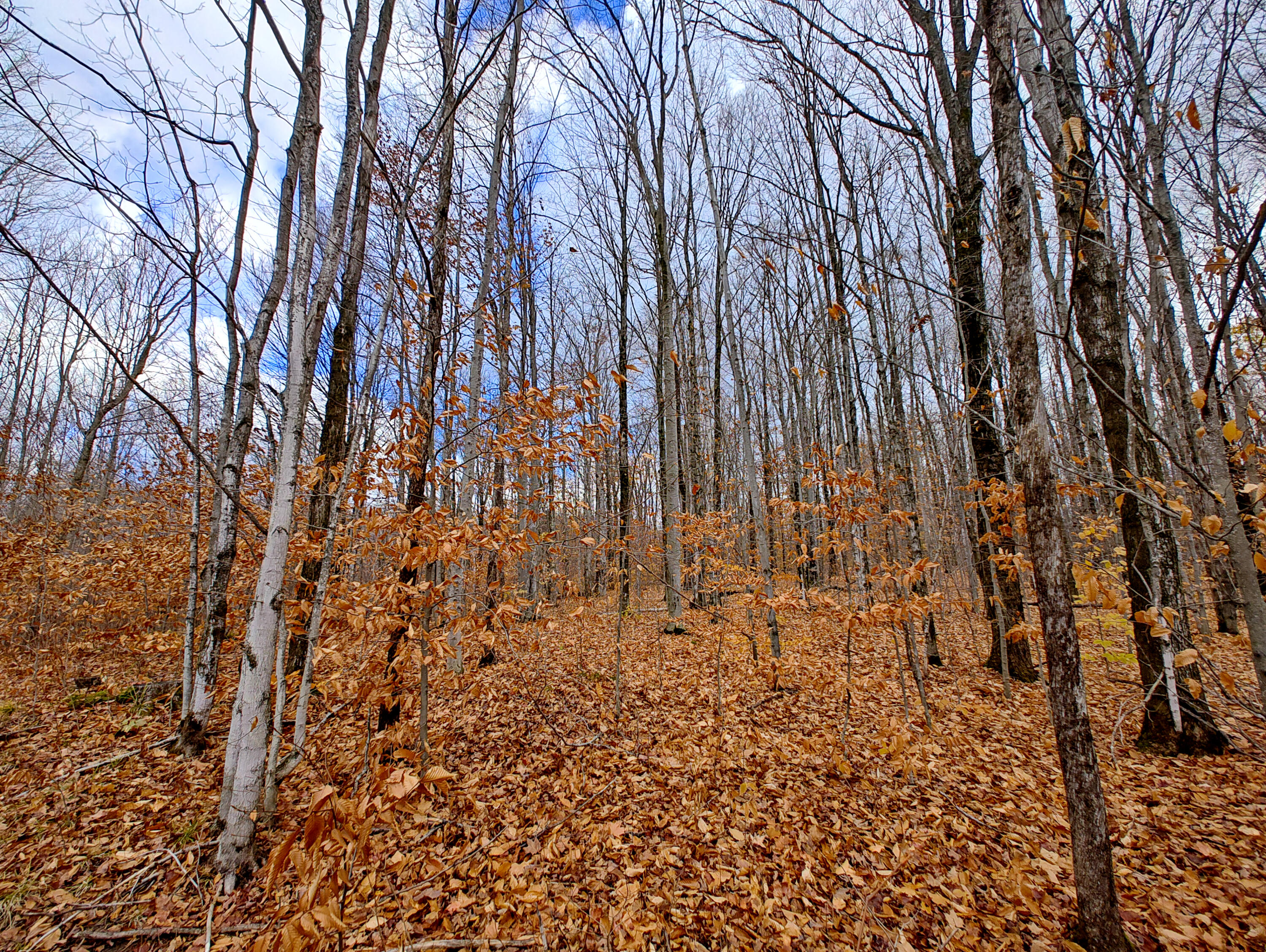 Vl Mancelona Road Mancelona, MI 49659 - Photo 14 of 37 IMG_20251103_111637959_HDR