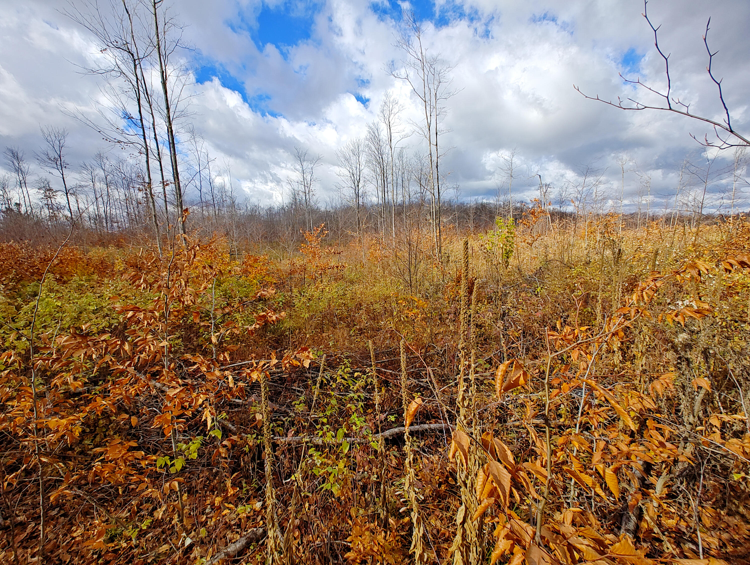 Vl Mancelona Road Mancelona, MI 49659 - Photo 15 of 37 IMG_20251103_111951848